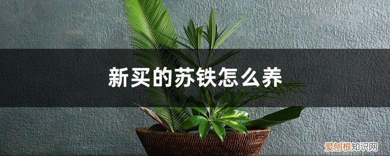 苏铁好养活吗 新买的苏铁怎么养