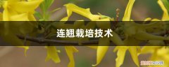 连翘栽培技术,栽培与管理研究 连翘栽培技术，栽培与管理