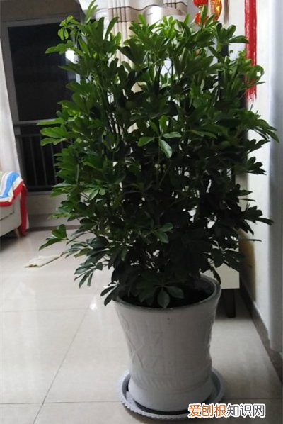 高花盆底下垫什么好 图 高深花盆底部用什么垫底好
