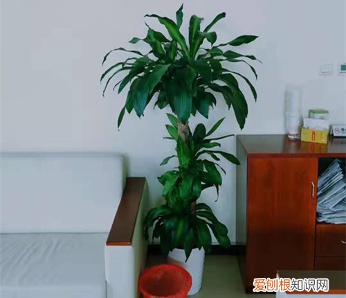 家庭养花有什么好处和坏处 家庭养花，养不好是什么原因，注意这几点非常重要