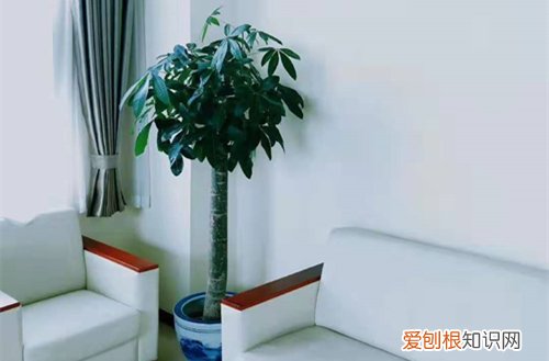家庭养花有什么好处和坏处 家庭养花，养不好是什么原因，注意这几点非常重要