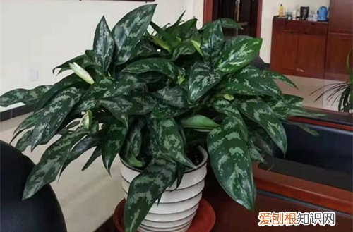 家庭养花有什么好处和坏处 家庭养花，养不好是什么原因，注意这几点非常重要