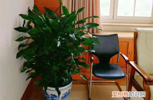 家庭养花有什么好处和坏处 家庭养花，养不好是什么原因，注意这几点非常重要