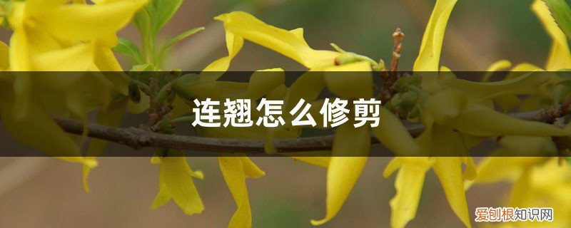 假连翘怎样修剪,什么时候修剪? 连翘怎么修剪，修剪方法