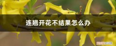 连翘开花不结果怎么办,不开花是什么原因造成的 连翘开花不结果怎么办，不开花是什么原因