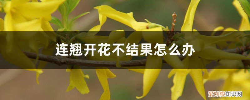 连翘开花不结果怎么办,不开花是什么原因造成的 连翘开花不结果怎么办，不开花是什么原因