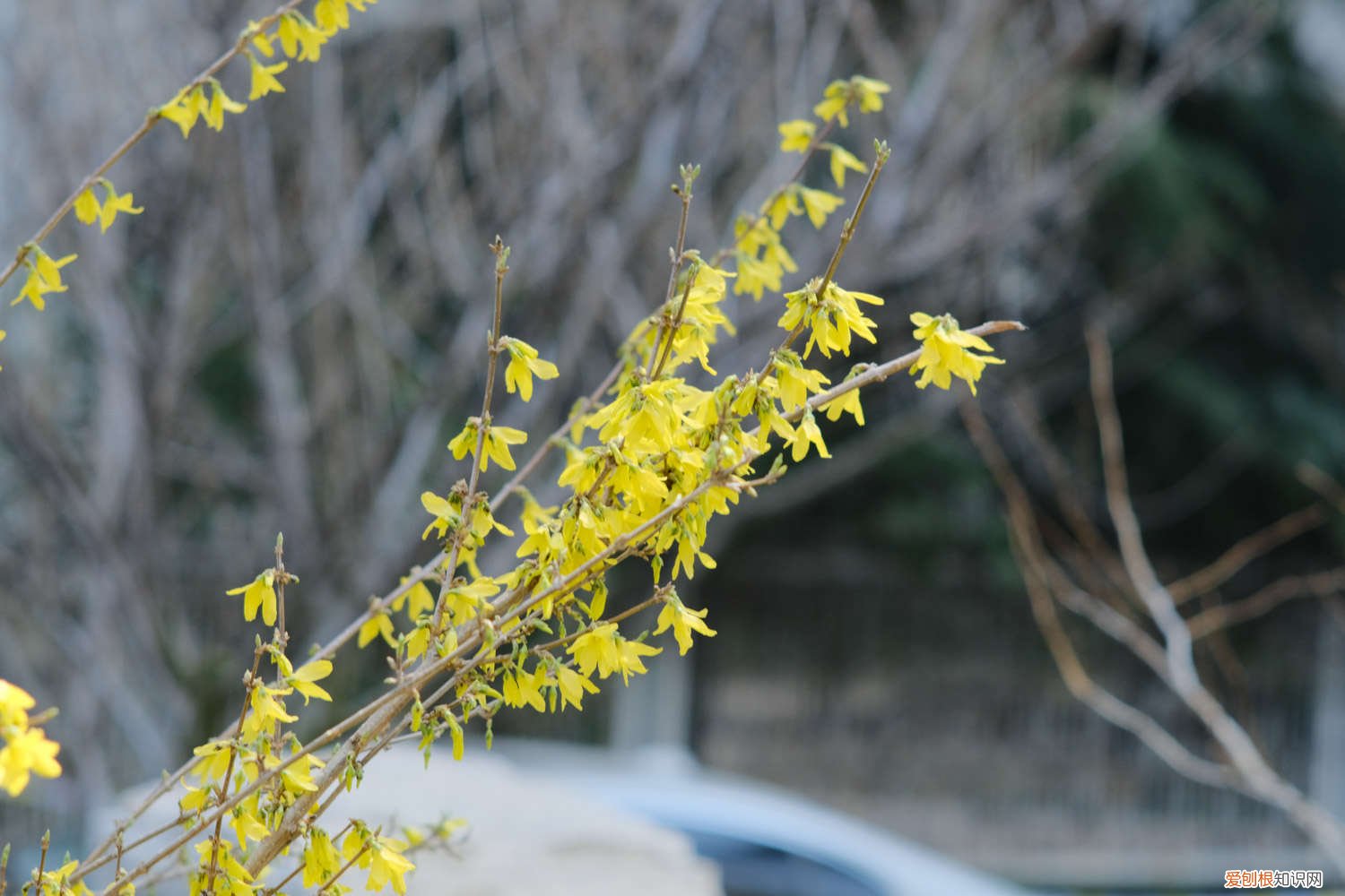 连翘开花不结果怎么办,不开花是什么原因造成的 连翘开花不结果怎么办，不开花是什么原因