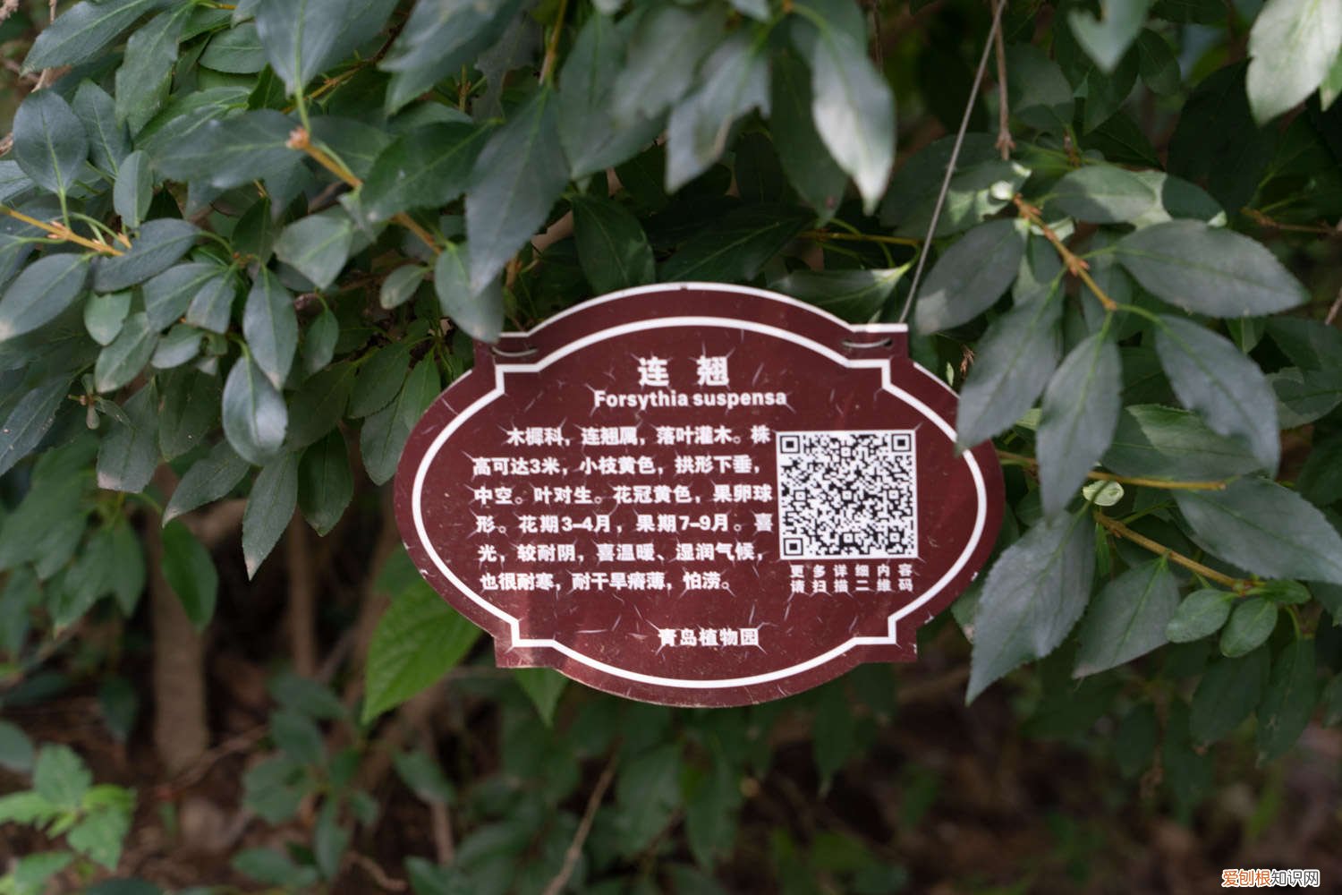 连翘栽植季节 连翘树的种植和管理,什么时候施肥