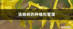 连翘栽植季节 连翘树的种植和管理，什么时候施肥