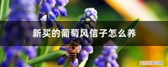 葡萄风信子如何养 新买的葡萄风信子怎么养