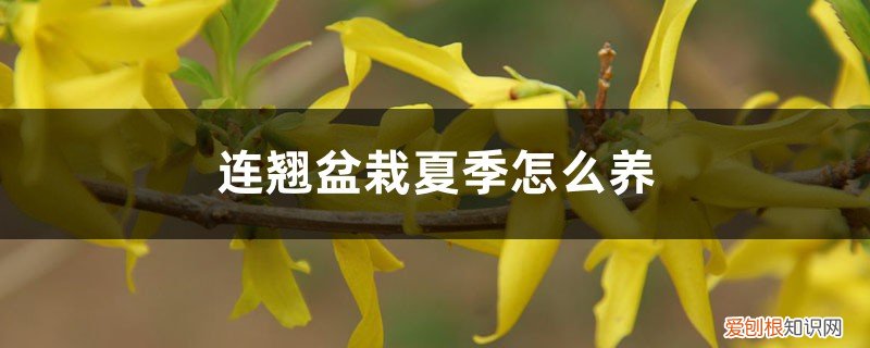 连翘盆栽用多大的盆 连翘盆栽夏季怎么养，盆栽什么品种最好