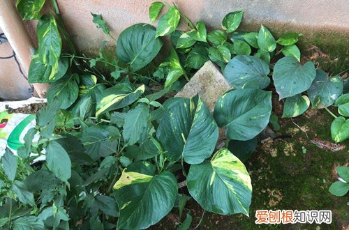 绿萝长大了换盆注意事项 绿萝盆太小了现在可以换盆吗？需要注意些什么？