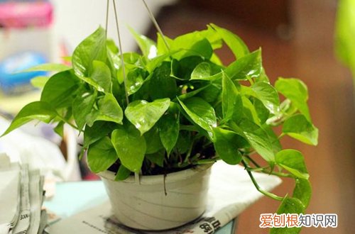 绿萝长大了换盆注意事项 绿萝盆太小了现在可以换盆吗？需要注意些什么？