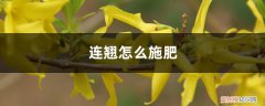连翘施什么肥料 连翘怎么施肥，小苗移植要施肥吗