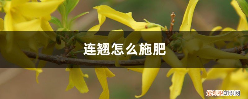 连翘施什么肥料 连翘怎么施肥，小苗移植要施肥吗