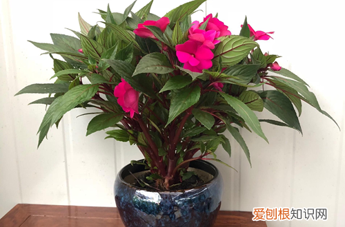 非洲凤仙花怎么养 非洲凤仙花的养殖方法以及注意事项