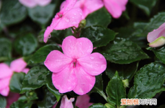 非洲凤仙花怎么养 非洲凤仙花的养殖方法以及注意事项