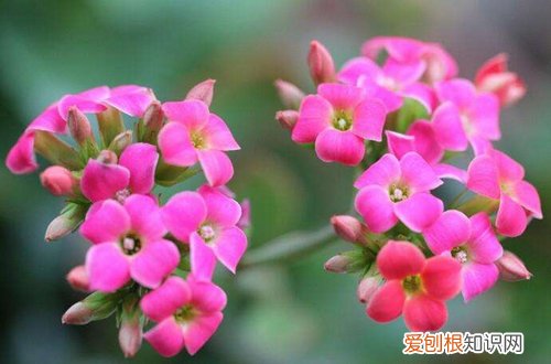 图 氮肥养花起什么作用 氮肥养花使用方法
