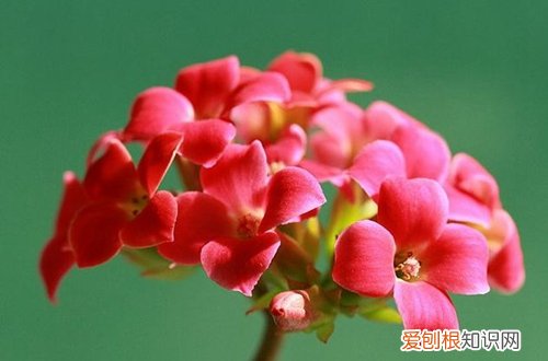 图 氮肥养花起什么作用 氮肥养花使用方法
