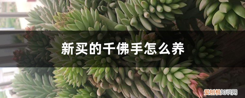 佛手应该怎么养 新买的千佛手怎么养
