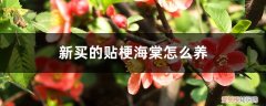 贴梗海棠如何养 新买的贴梗海棠怎么养