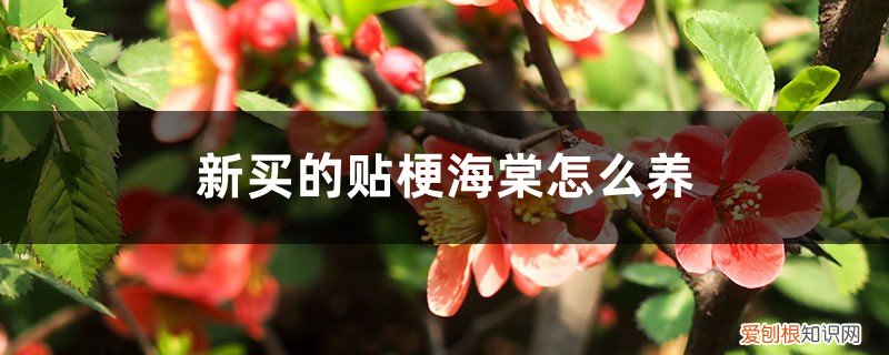 贴梗海棠如何养 新买的贴梗海棠怎么养
