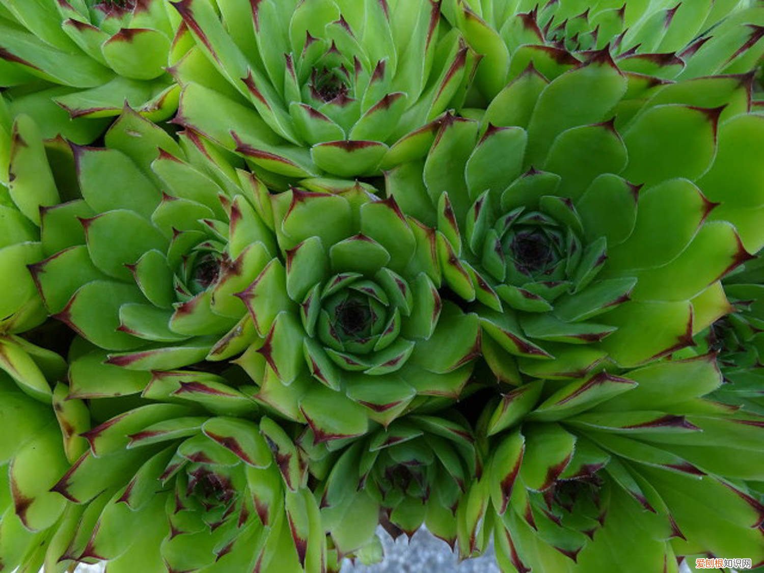 观音莲花怎样养 新买的观音莲怎么养