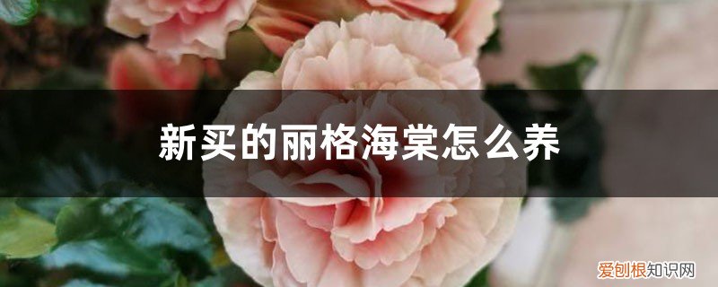 新买的丽格海棠花怎么养 新买的丽格海棠怎么养