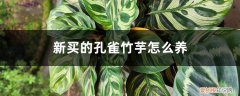 孔雀竹芋要怎么养 新买的孔雀竹芋怎么养