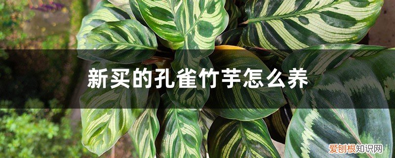 孔雀竹芋要怎么养 新买的孔雀竹芋怎么养