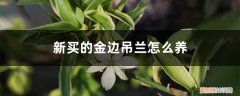 金边吊兰怎么养活 新买的金边吊兰怎么养