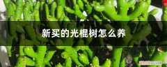 光棍树适合家里养吗 新买的光棍树怎么养