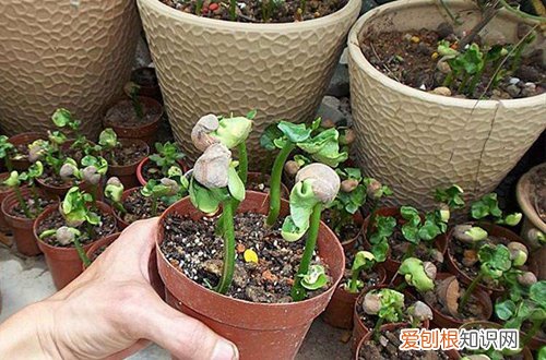 图 种子种出来的发财树长多高断顶 发财树截顶后怎么处理