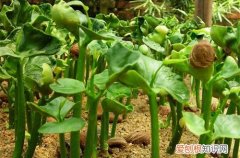 图 种子种出来的发财树长多高断顶 发财树截顶后怎么处理