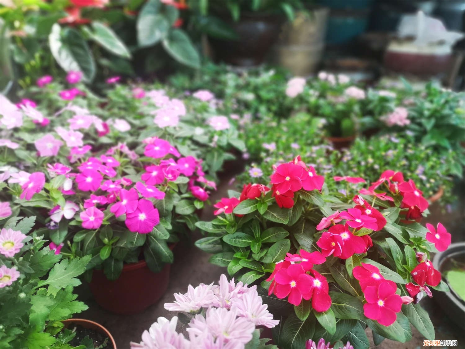 长春花怎么养活 新买的长春花怎么养