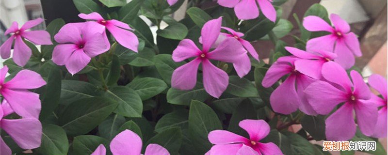 长春花怎么养活 新买的长春花怎么养