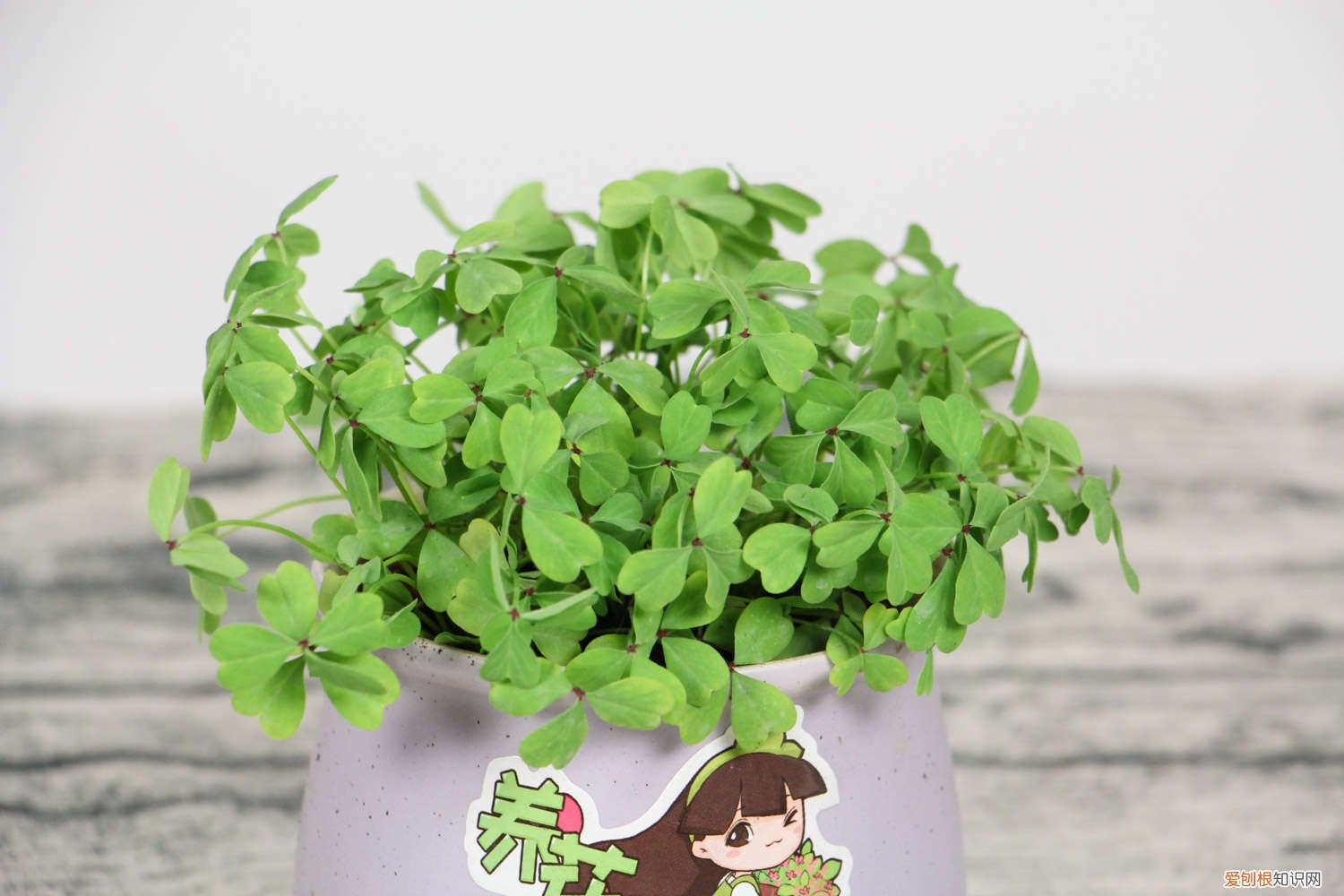 酢浆草家里适合养吗 新买的酢浆草怎么养