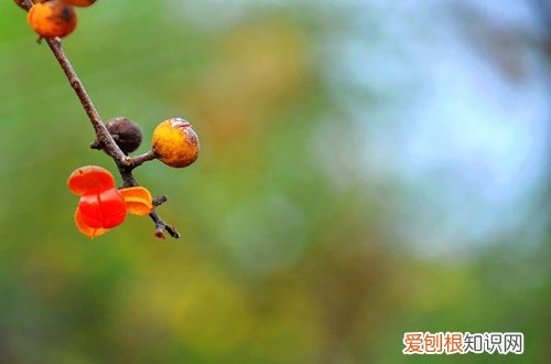 图 秋天怎么养花 秋天养花要注意什么