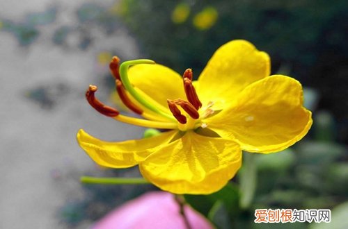 图 秋天怎么养花 秋天养花要注意什么