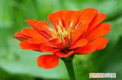 图 秋天怎么养花 秋天养花要注意什么