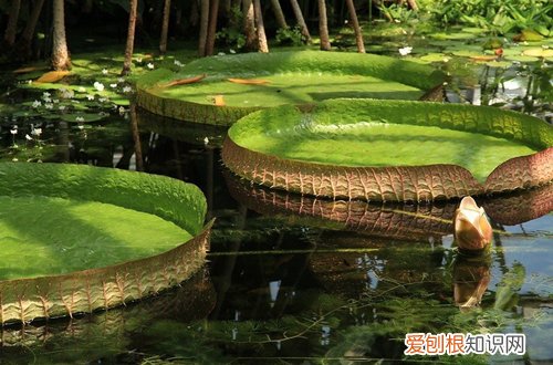 植物应对气候和环境变化 如何应对极端气候，植物生存考验的秘诀是什么？