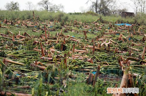 植物应对气候和环境变化 如何应对极端气候，植物生存考验的秘诀是什么？