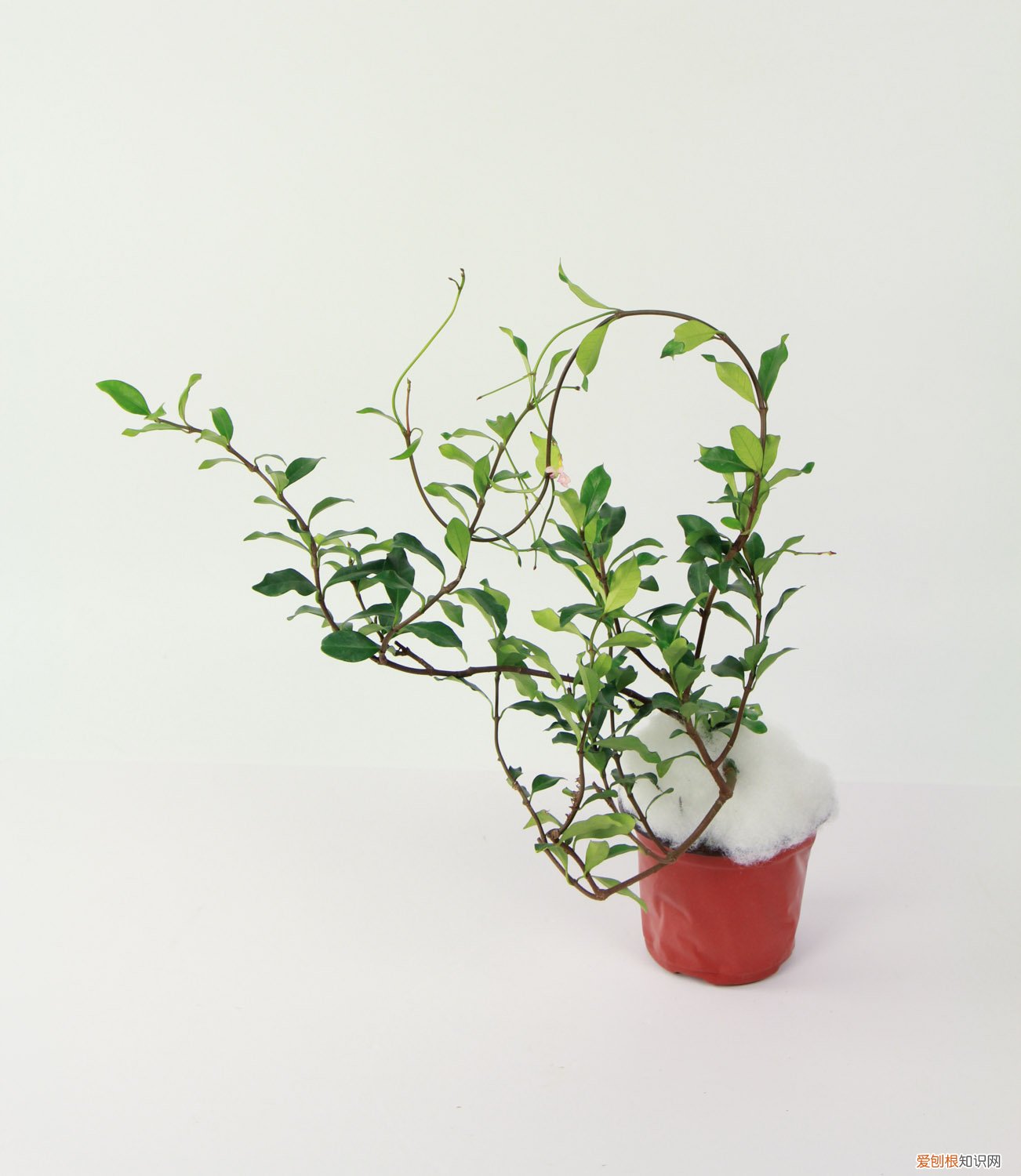 刚买回来的风车茉莉怎么种 新买的风车茉莉怎么养