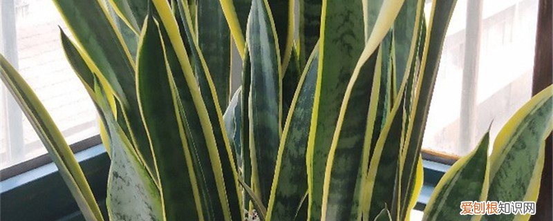 新买的虎尾兰怎么养活 新买的虎尾兰怎么养