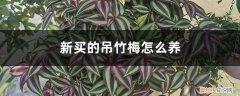 新买的吊竹梅怎么养活 新买的吊竹梅怎么养
