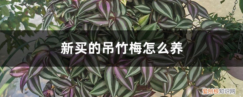 新买的吊竹梅怎么养活 新买的吊竹梅怎么养