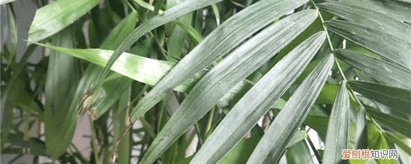 凤尾竹子怎么养 新买的凤尾竹怎么养