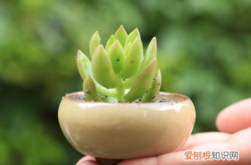 加仑盆和塑料盆用哪个养花好 养花陶瓷盆和加仑盆哪个更好一点?