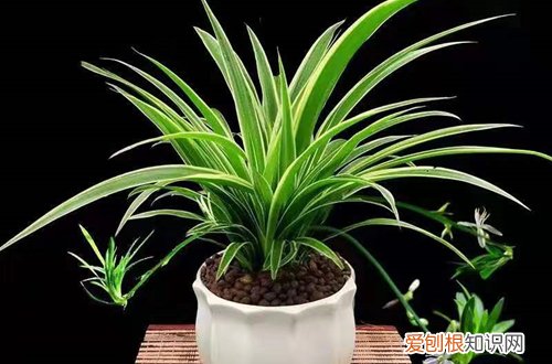 吊兰的叶子特点 怎么才能养出株型、高雅叶色秀、叶质挺拔的吊兰呢