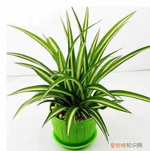 吊兰的叶子特点 怎么才能养出株型、高雅叶色秀、叶质挺拔的吊兰呢